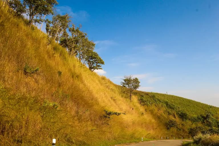 Paved mountain road climbing through grassland and trees on Doi Inthanon